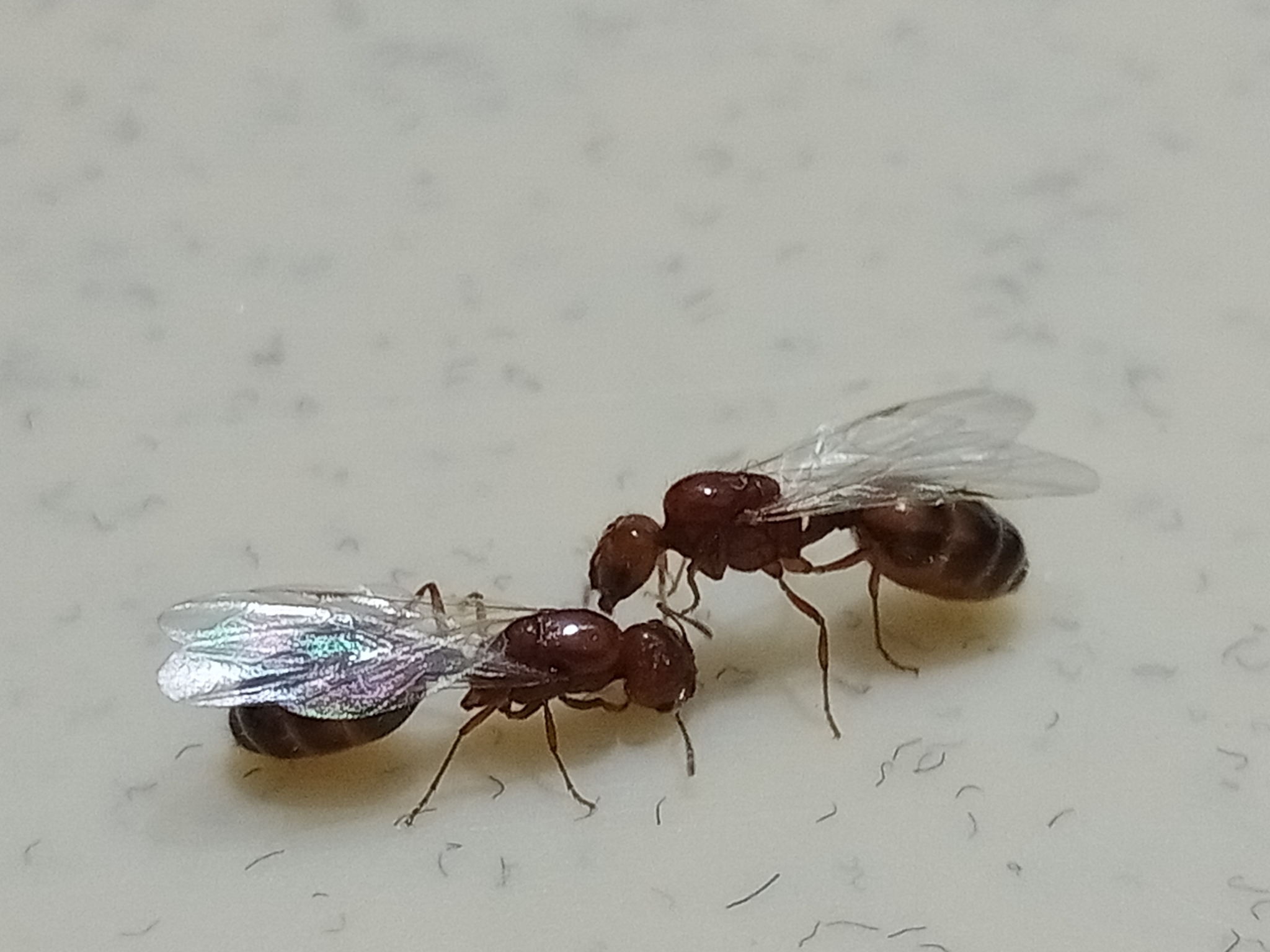 Solenopsis geminata — صورة 11