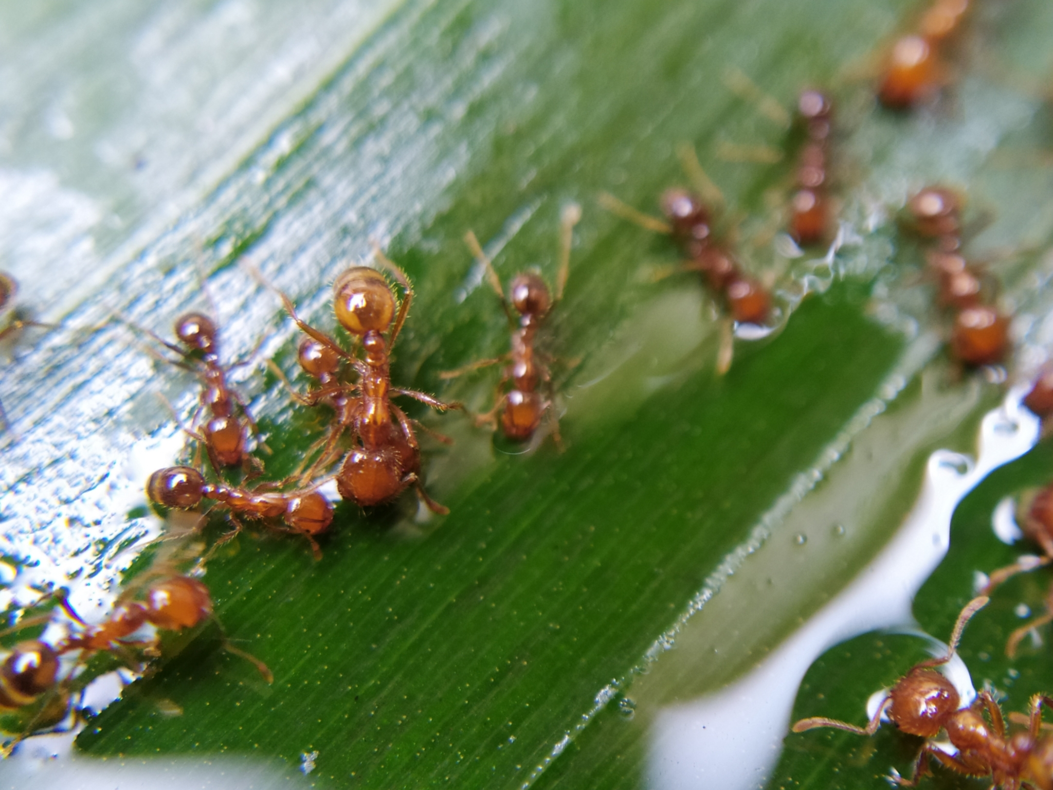 Solenopsis geminata — image 17