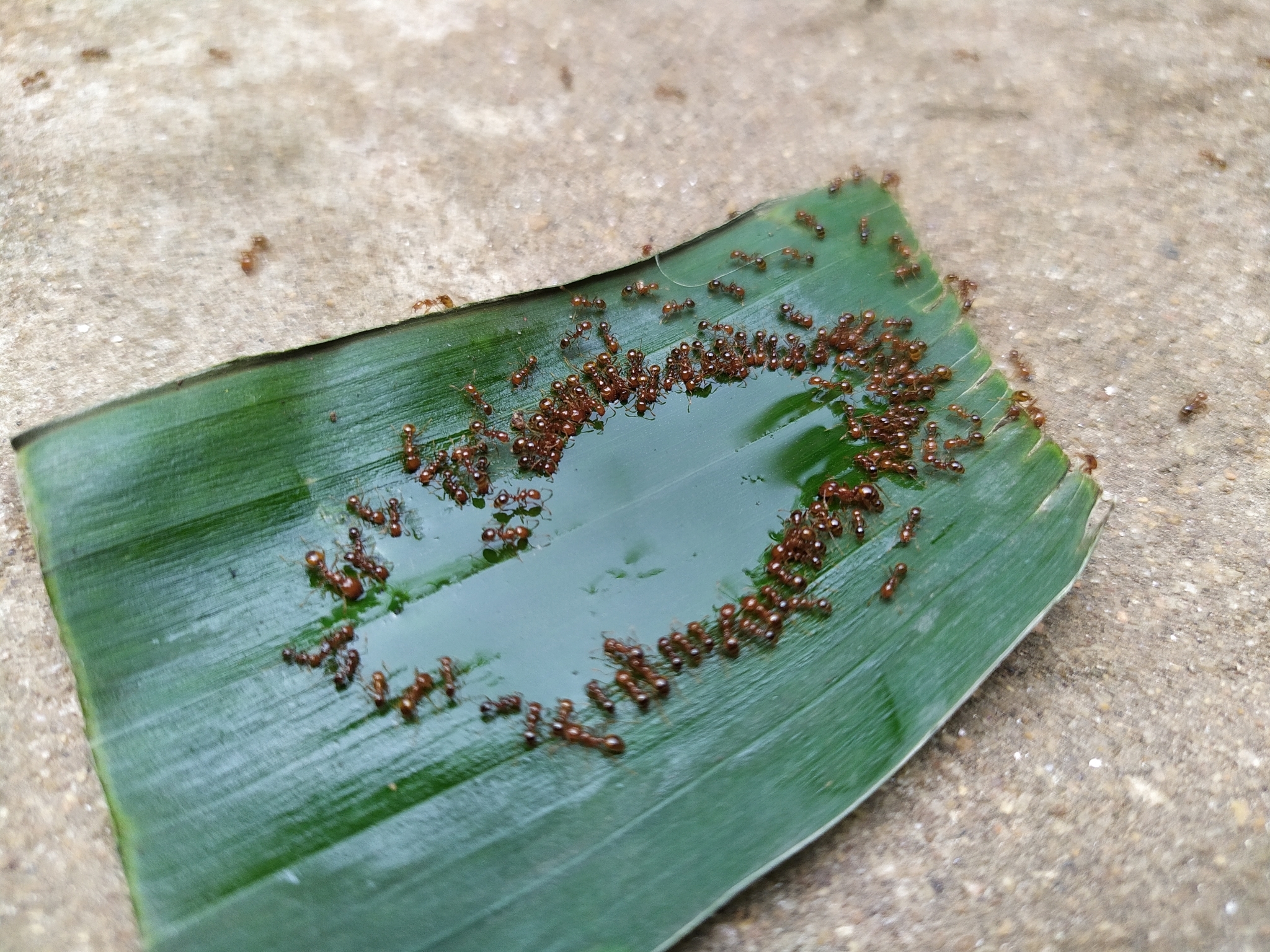 Solenopsis geminata — صورة 18