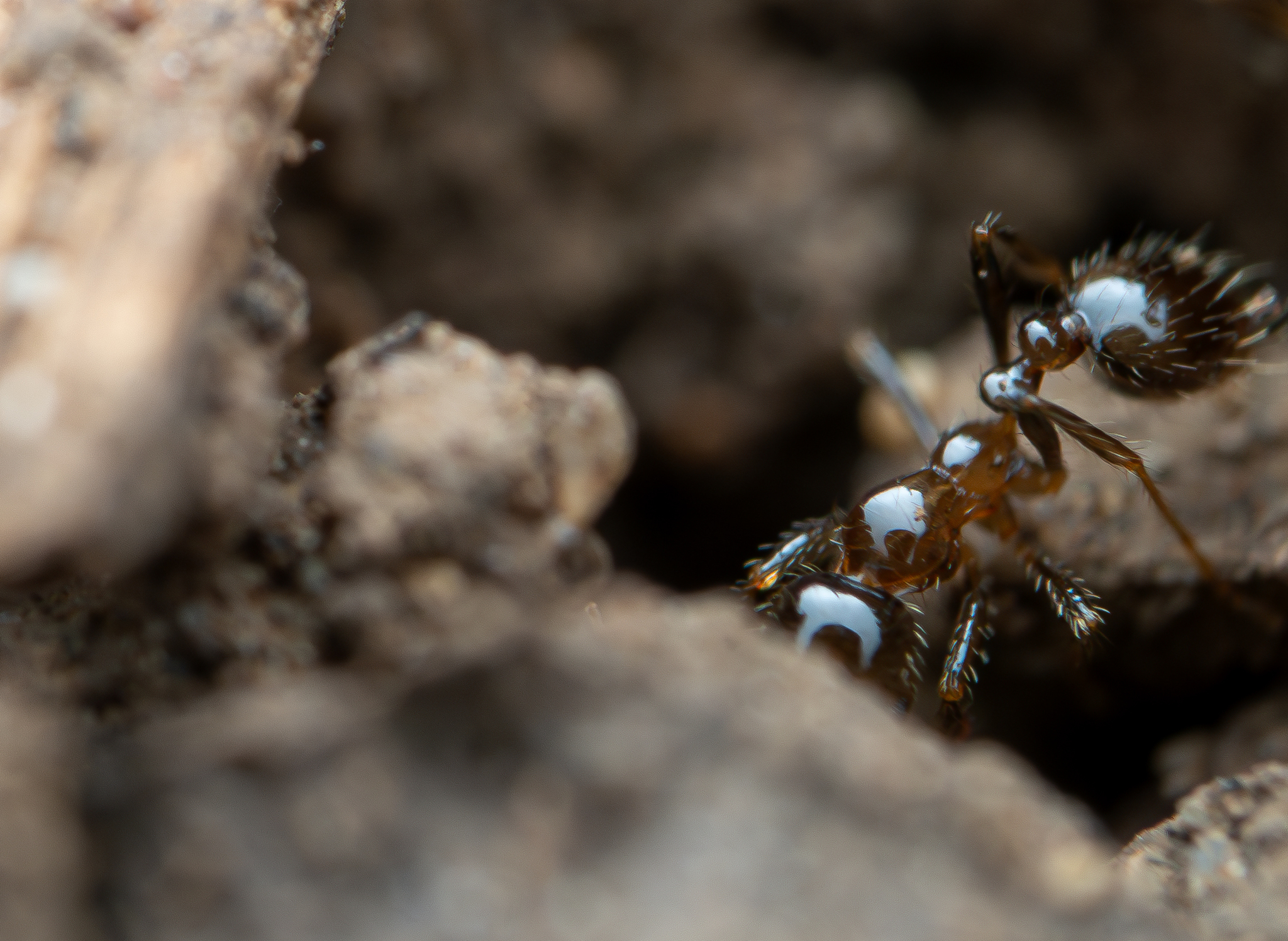Solenopsis geminata — image 16