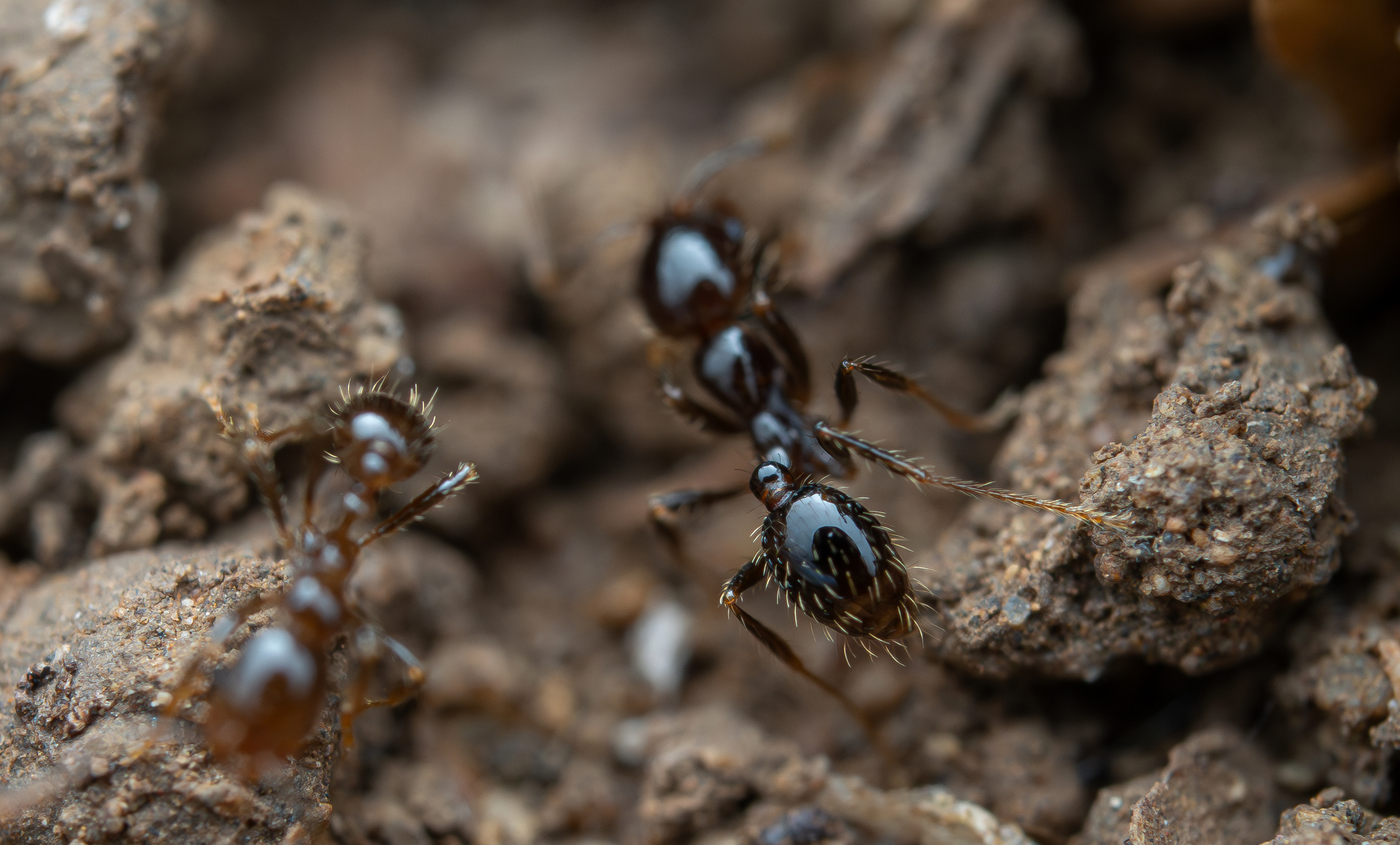 Solenopsis geminata — image 19