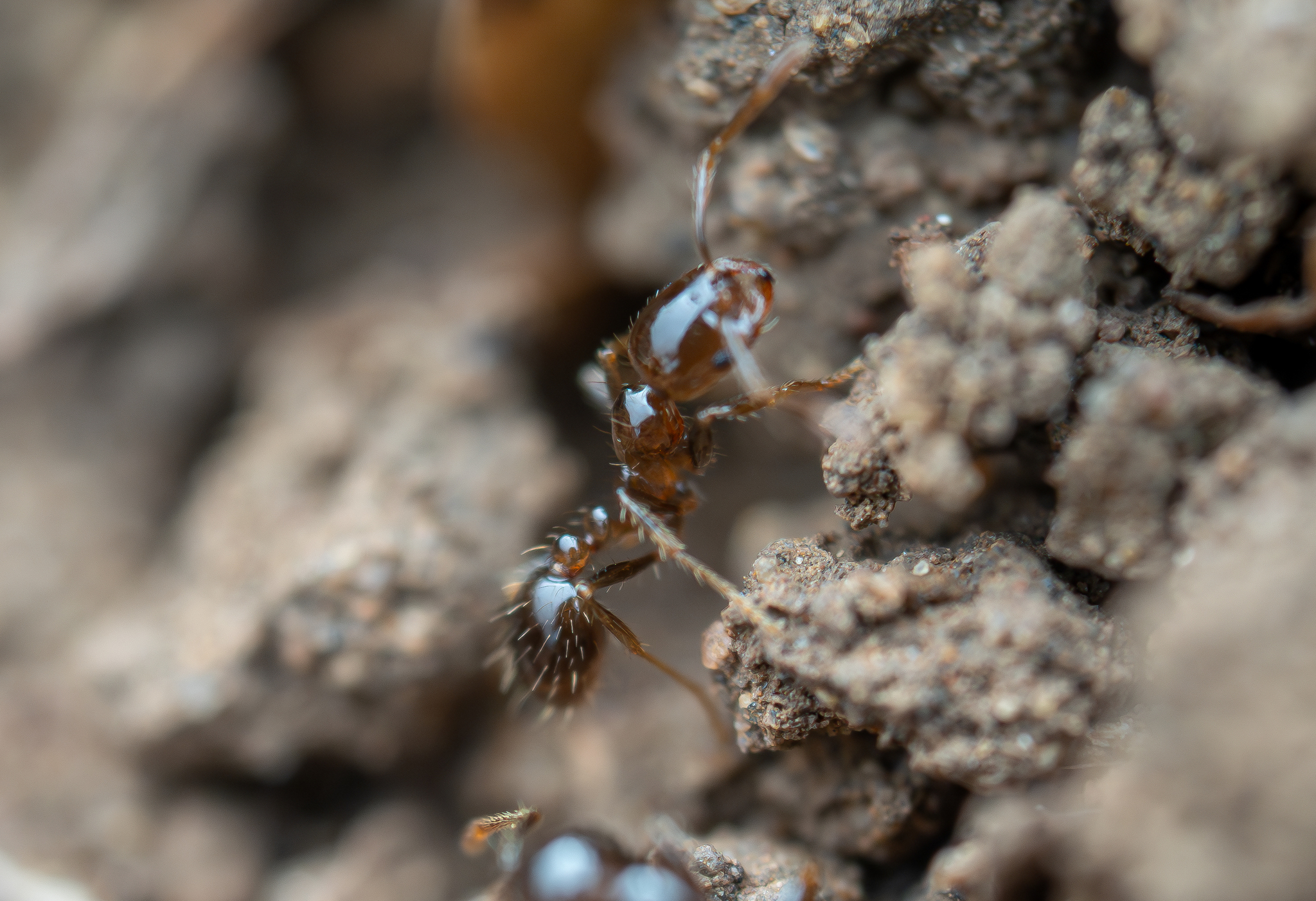 Solenopsis geminata — image 8