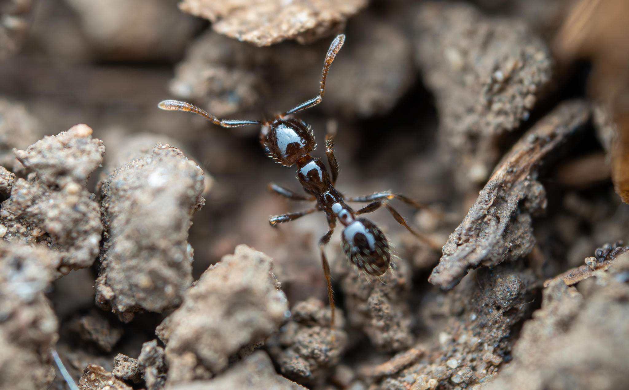 Solenopsis geminata — صورة 4