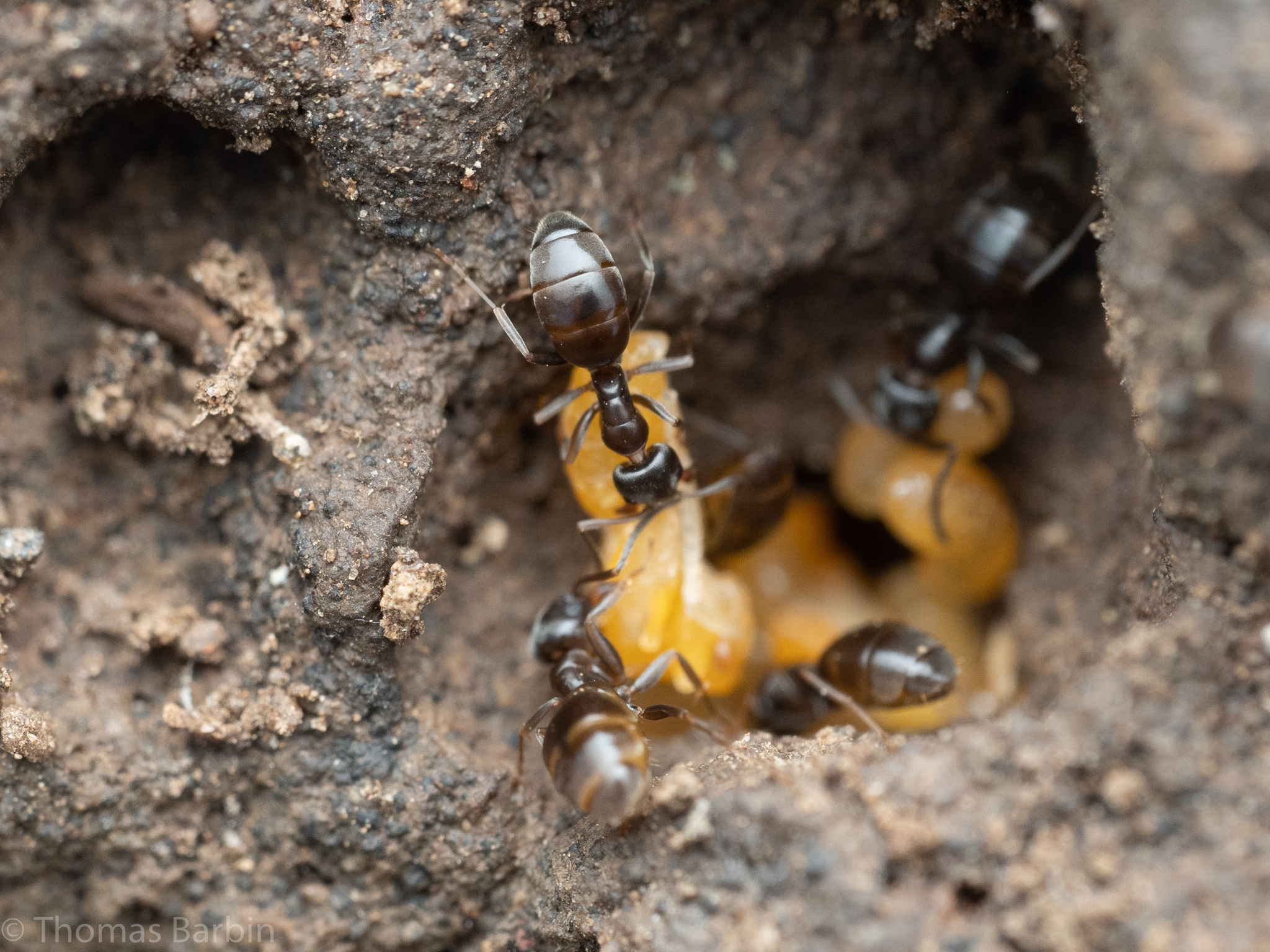 Tapinoma sessile — image 4
