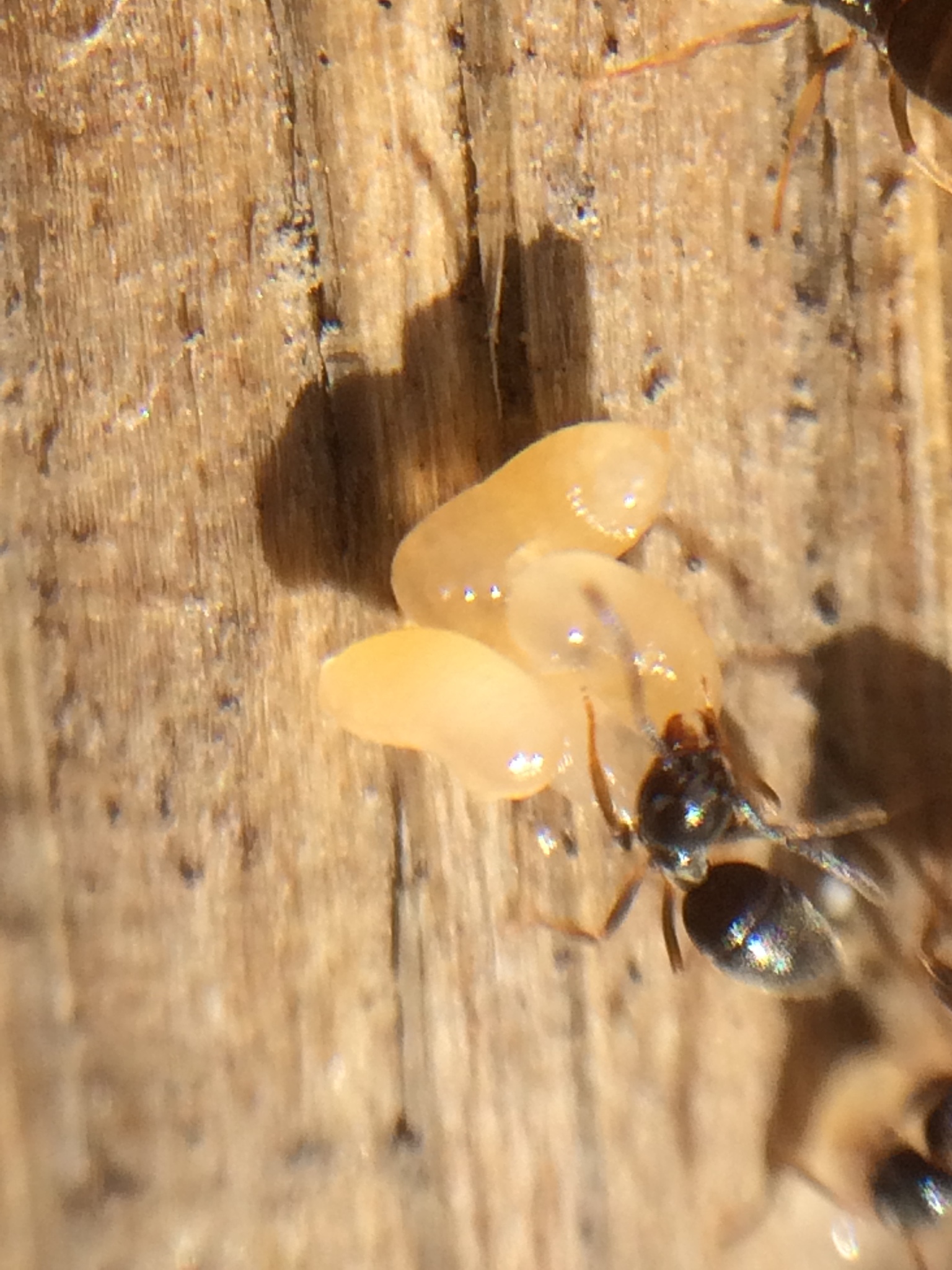Tapinoma sessile — image 6