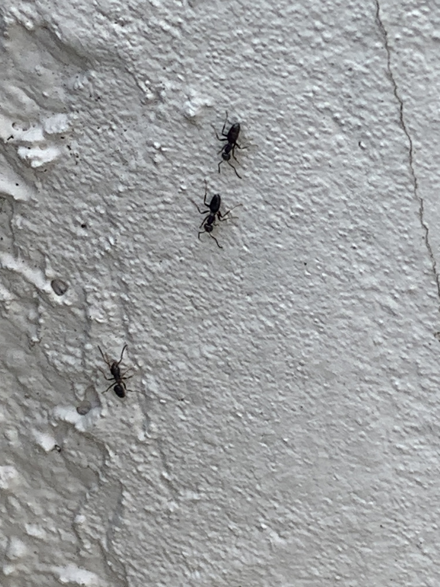 Tapinoma sessile — image 8