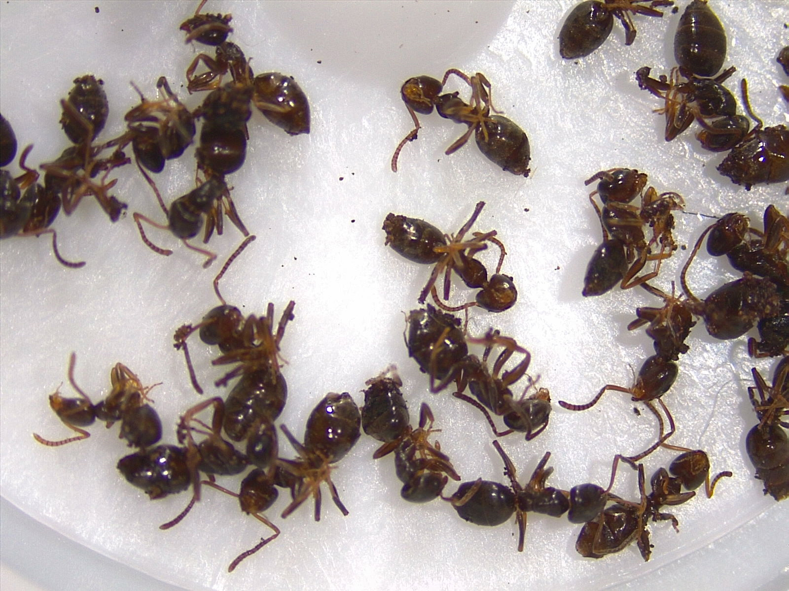 Tapinoma sessile — image 3