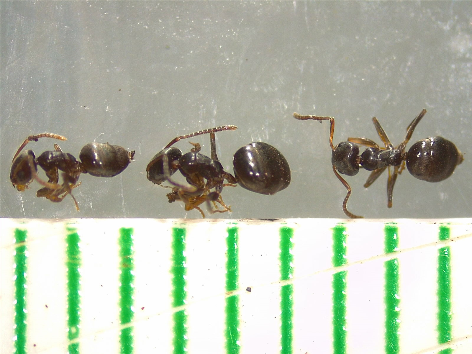 Tapinoma sessile — image 13