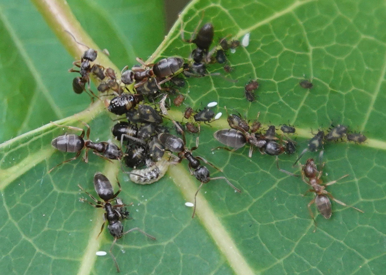 Tapinoma sessile — image 7