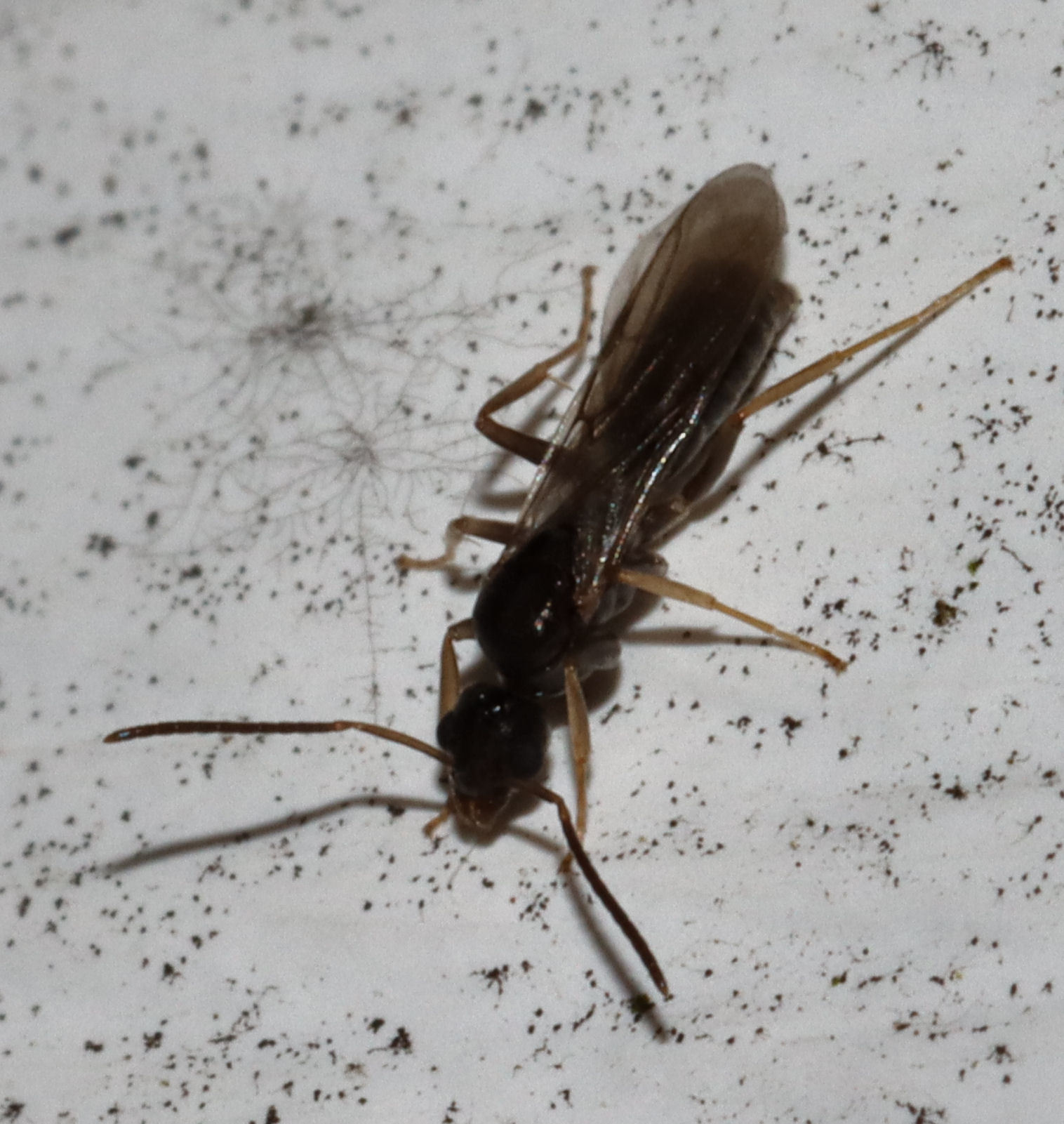 Tapinoma sessile — image 20