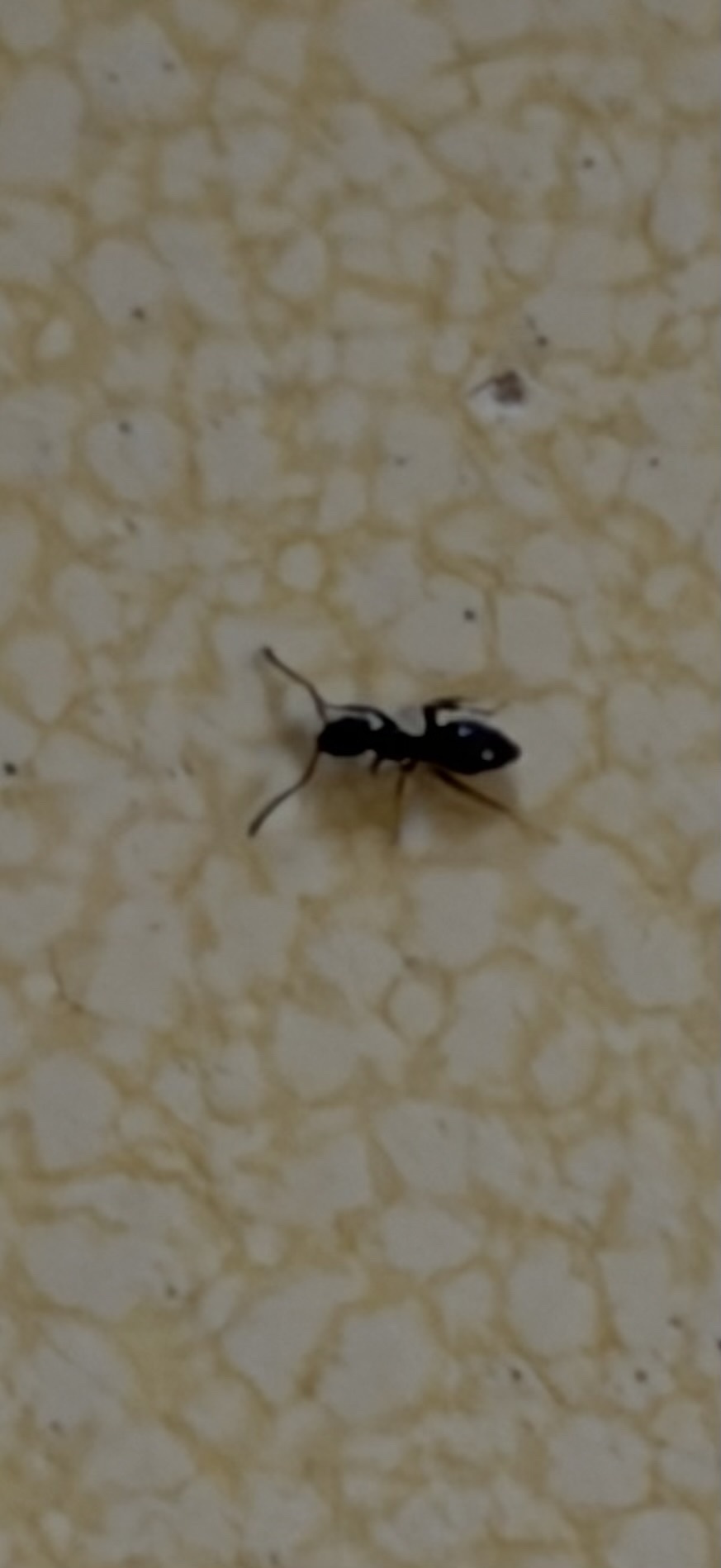 Tapinoma sessile — image 17