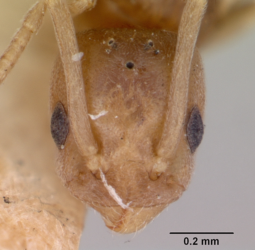 Tapinoma sessile — image 2